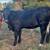 Beefmaster Open Heifers 3 thumbnail