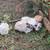 3-5 month old lion-head bunnies $35-$40 2 thumbnail
