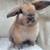 Holland lop rabbit 2 thumbnail