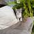 FREE 9 week old kittens FREE 4 thumbnail