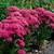 WANTED -  Red  or  Hot Pink  Flower  Transplants 3 thumbnail