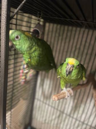 Loros de nuca amarilla (macho, hembra) (Daly City)63696489698561123