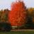 BUY 4 LARGE RED MAPLE TREES GET ONE FREE 10 thumbnail