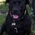 6 year old lab mix 5 thumbnail