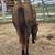 AQHA 2024 gray filly 9 thumbnail