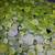 Aquarium Floating Plants – Frogbit 2 thumbnail