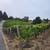 Pinot Noir Red Wine Grapes For Sale! 4 thumbnail