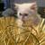 Very rare royal Persian doll face white odd eyes 13 thumbnail