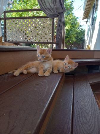 orange tabby kittens (Sacramento CA)63881395590017123