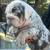 English bulldog 1 thumbnail