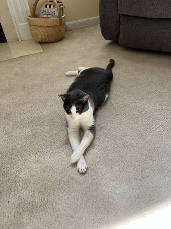 5 year old cat (Harrison)63908215879042121