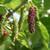 pakistan mulberry trees (15 gal) 1 thumbnail