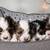 Yorkie puppies! 3 thumbnail