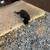 Kittens for rehoming 2 thumbnail