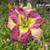 DAYLILIES IN POTS - PART 3 1 thumbnail
