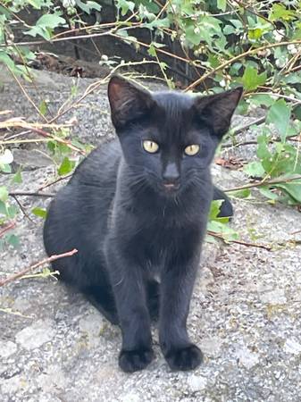 Short-haired kittens 1