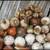 Daffodil Bulbs 2 thumbnail