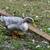 2 ducks and 2 geese coupe 6 thumbnail