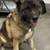 GSDs looking for homes 6 thumbnail