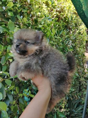 ♥️♥️♥️ beautiful Pomeranian 1