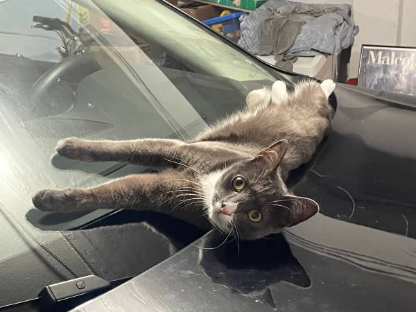 Missing Cat!!! (oakland lake merritt / grand)64277580541186120