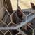 Goldenlace Wyandottes mix Hens, young Pullets and Roosters 7 thumbnail