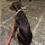 Female Doberman Puppy 4 Months Old 3 thumbnail