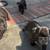 French Bulldog Puppies Need Loving Home 2 thumbnail