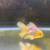aquarium goldfish tank 5 thumbnail