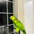 Talking Amazon parrot 16 thumbnail