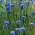 Blue Bachelor Button Seeds 3 thumbnail