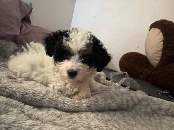 Bichon pup (Phoenix)63975637955331122