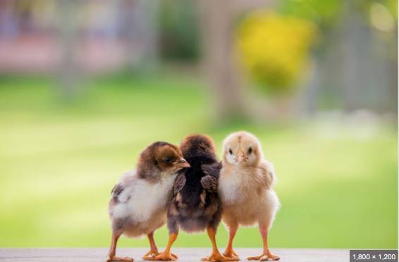 Baby Chicks 1