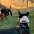 Pet sitter, pet boarding, dog sitter  $20.00 coupon  on 1st rover booking 11 thumbnail