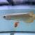 silver albino arowana 5 thumbnail