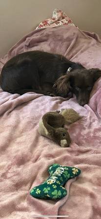 Rehoming! Looking for ? (Aussie Mix) (Kansas City)63903227520770122