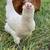 Ameraucana Rooster 4 thumbnail
