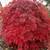 Japanese Maple trees 42 varieties 800+ plants  Mar2025 update 10 thumbnail