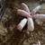 Piglets 2 thumbnail