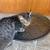 Female Kittens 2 thumbnail
