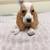 Rehoming Basset Hounds 2 thumbnail
