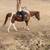 Senior retired pinto roping horse gelding up for adoption 9 thumbnail
