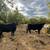 Black Angus Cows 2 thumbnail