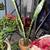 Assorted House Plants - All in Ceramic or Terracotta Pots 14 thumbnail