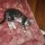Beautiful Short Haired Domectic Kittens 3 thumbnail