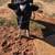Steer 2 thumbnail