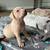 AMERICAN BULLY PUPPIES 11 thumbnail
