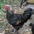 Two roosters need rehoming asap 2 thumbnail