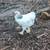 Breeding Trio of Light Braham Chickens  2 hens 1 rooster 3mons old 6 thumbnail