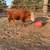 Micro Miniature Hereford Bull 2 years old, Cows, Cattle 3 thumbnail